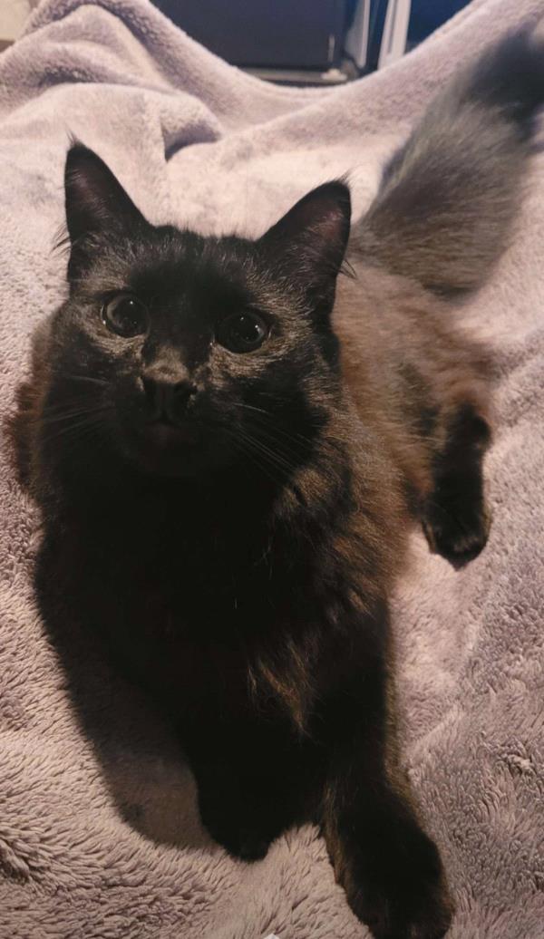 /Images/uploads/Louies Legacy Animal Rescue/cutest-rescue-pet-2023/entries/28073thumb.jpg
